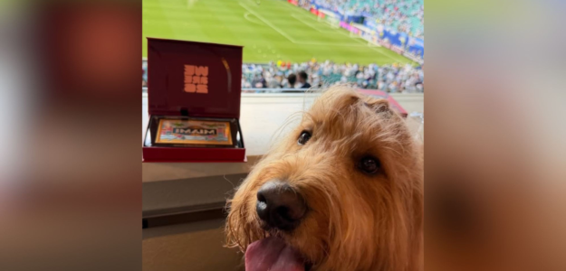 El inolvidable partido entre Argentina y Cabo Verde visto por Brodie, el perro viral del Mundial