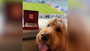 El inolvidable partido entre Argentina y Cabo Verde visto por Brodie, el perro viral del Mundial