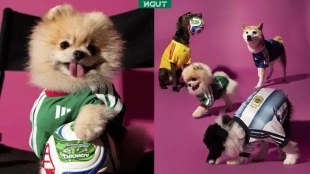 Colección de jerseys del Mundial 2026 para mascotas: ¡Viste a tu 'lomito' con estilo mundialista!